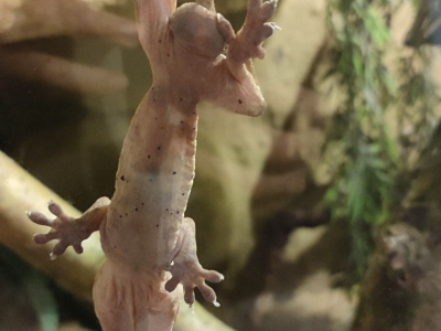 Crested gecko - De Zonnegloed - Animal park - Animal refuge centre 